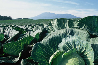 地平線までキャベツ畑！　後ろには浅間山。ランナーをとりこにする風景です