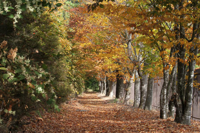 見事に色づいた静かな林道を走れるのは秋ならではのご褒美